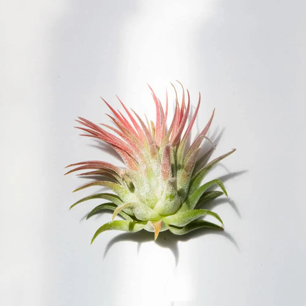 Air Plant -Ionantha