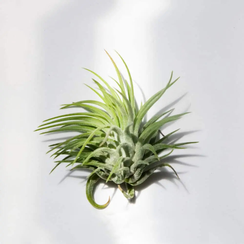 Air Plant -Ionantha