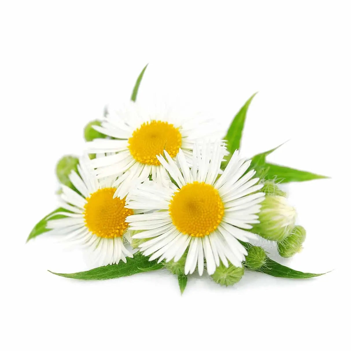 Chamomile - Plant Pod - Pack of 3