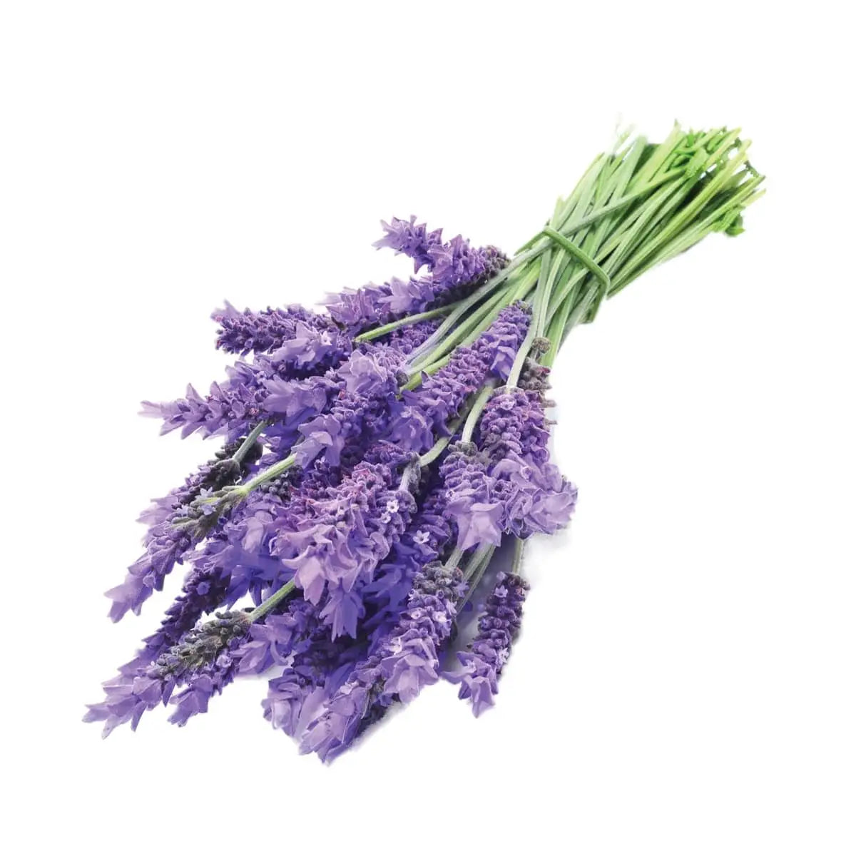 Lavender Tea - Plant Pod - Pack of 3