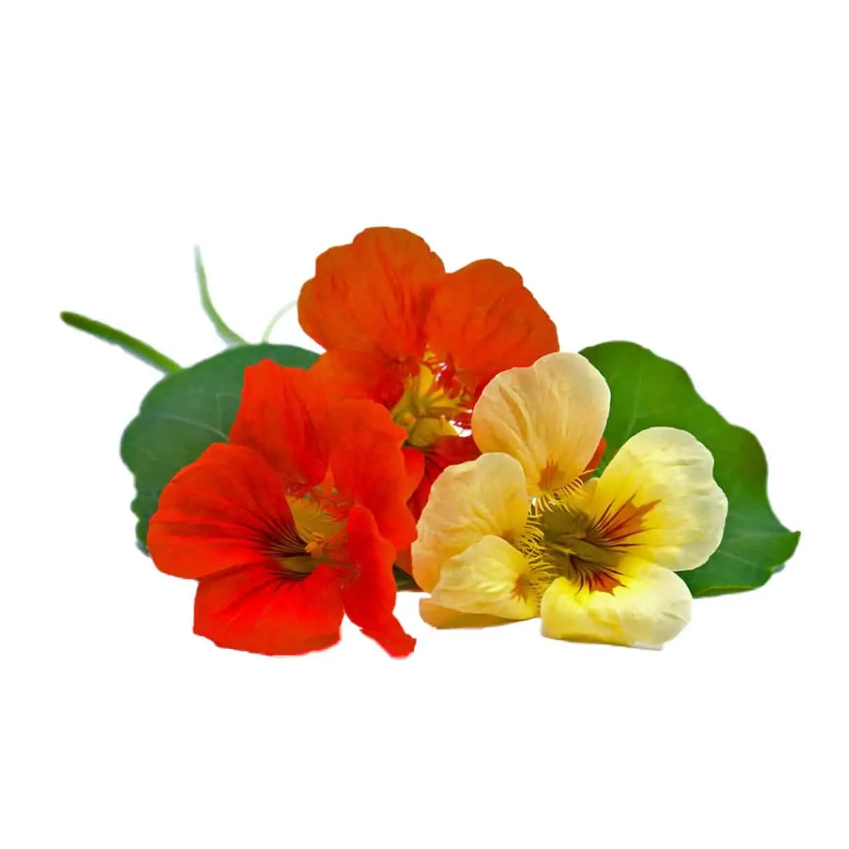 Edible Flowers Nasturtium - Plant Pod - Pack of 3