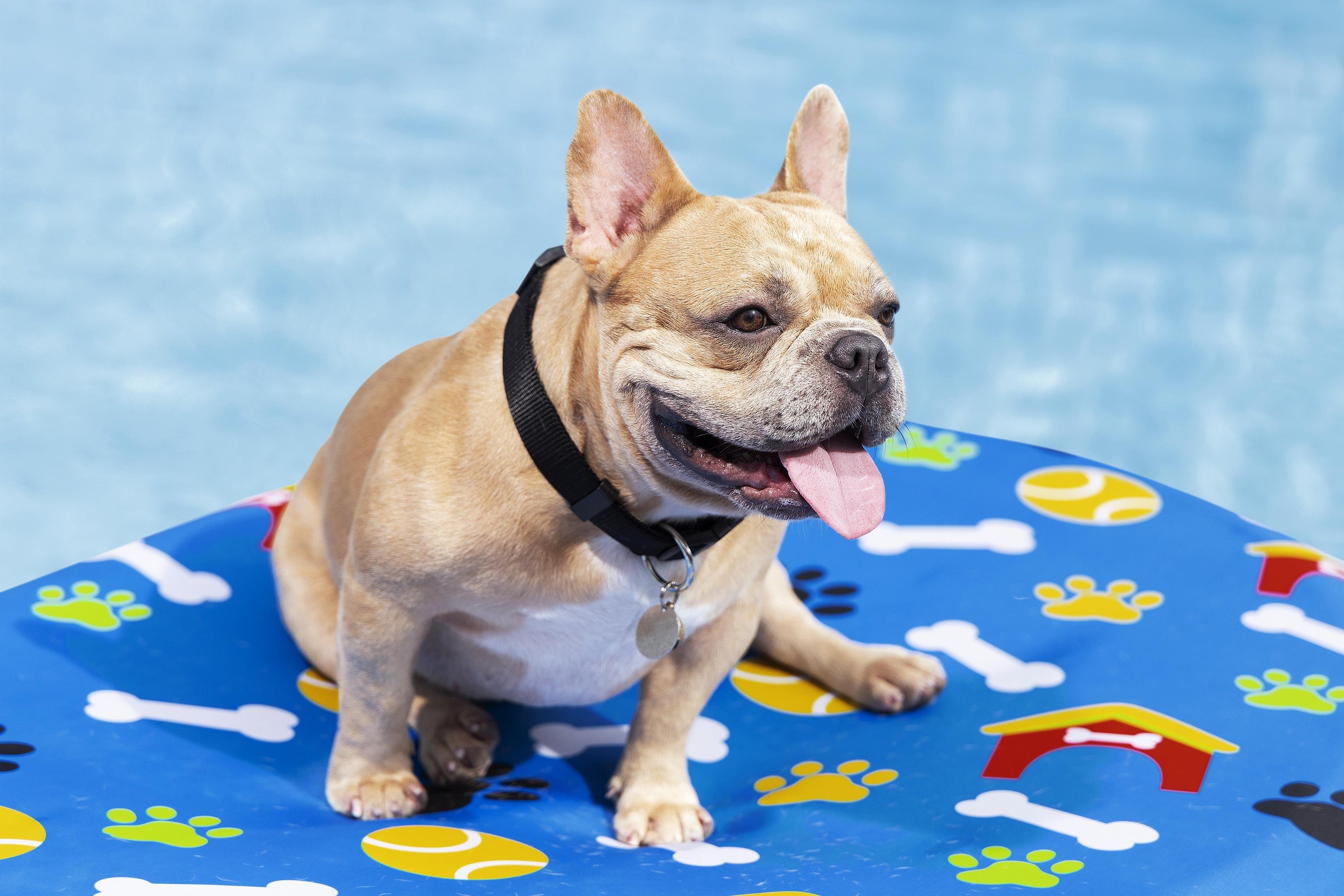 Bestway 1.56m X 1.12m Fetchin' Fun Pet Pool Float