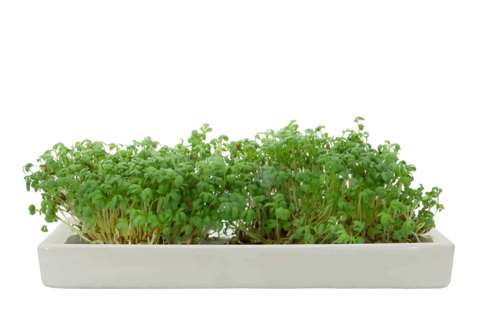 Microgreens Cress-Refill-Pack of 5