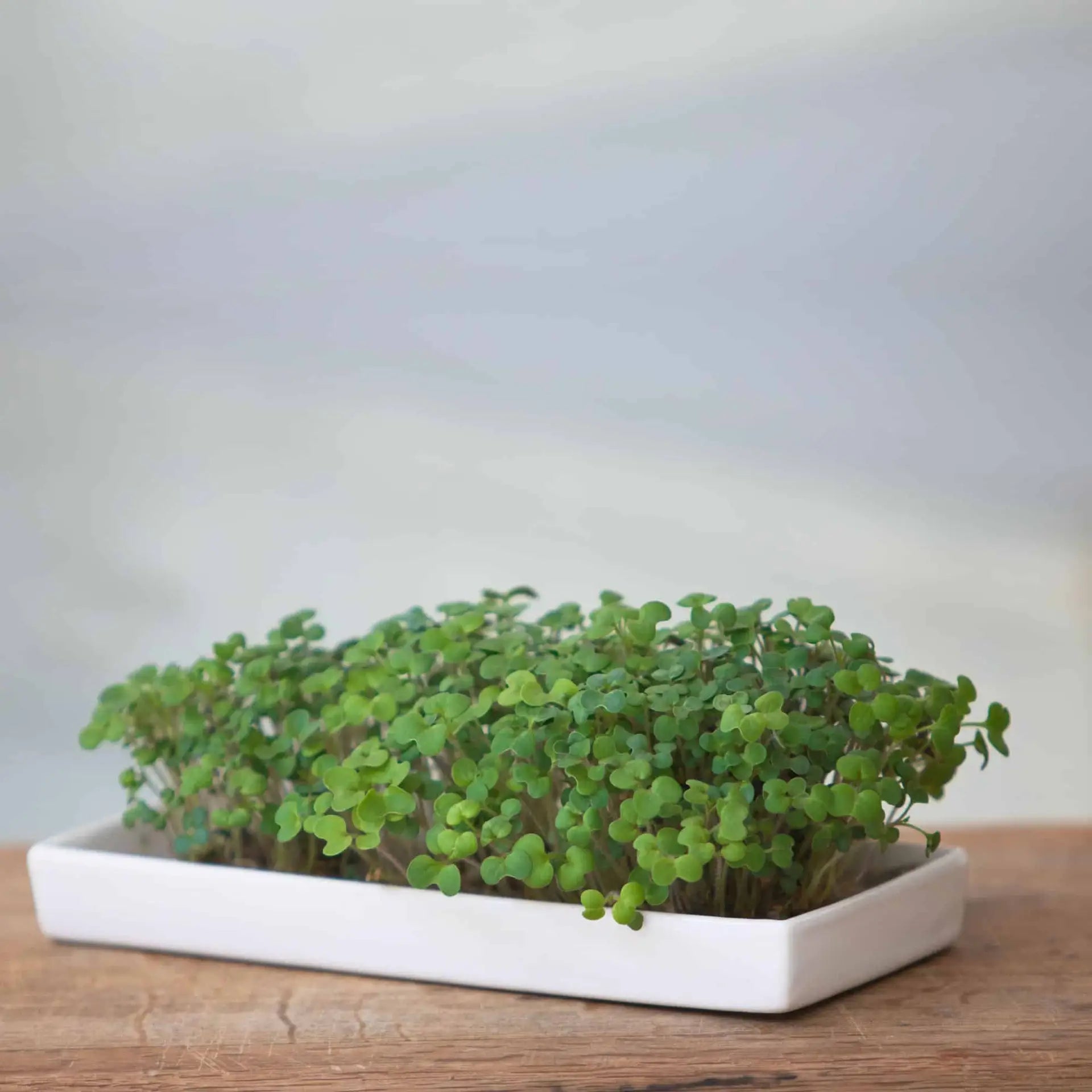 Microgreens-Starter Kit