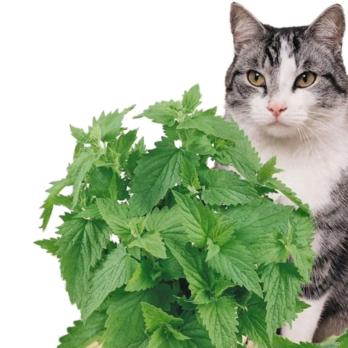Catnip - Plant Pod - Pack of 3
