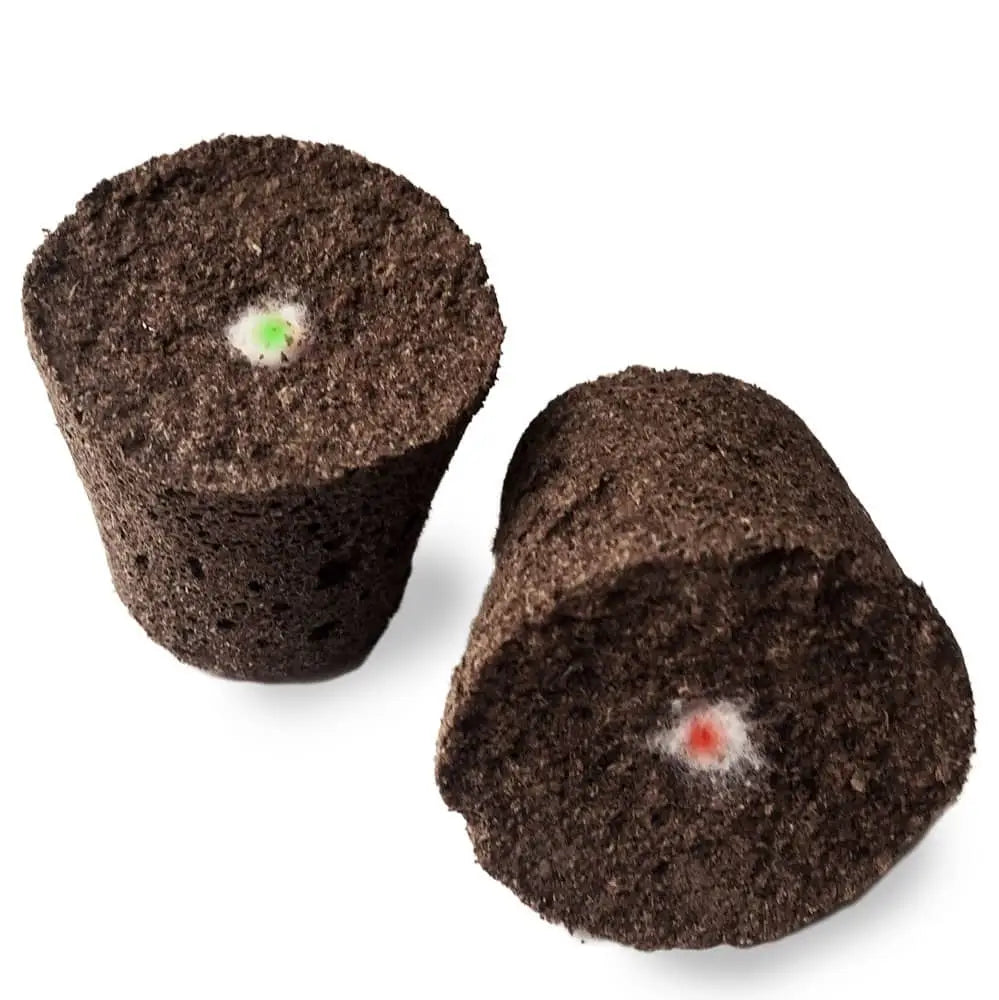 Edible Flowers Pansy - Plant Pod - Pack of 3