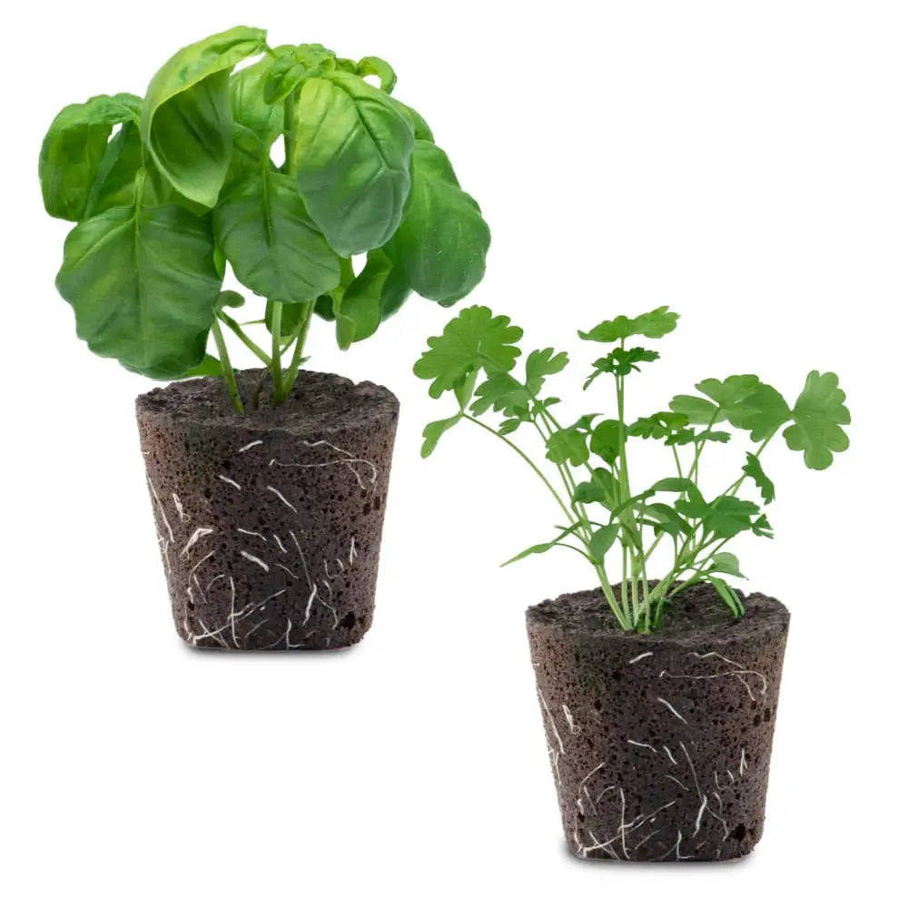 Summer Salad Mix-Plant Pod-Pack of 10