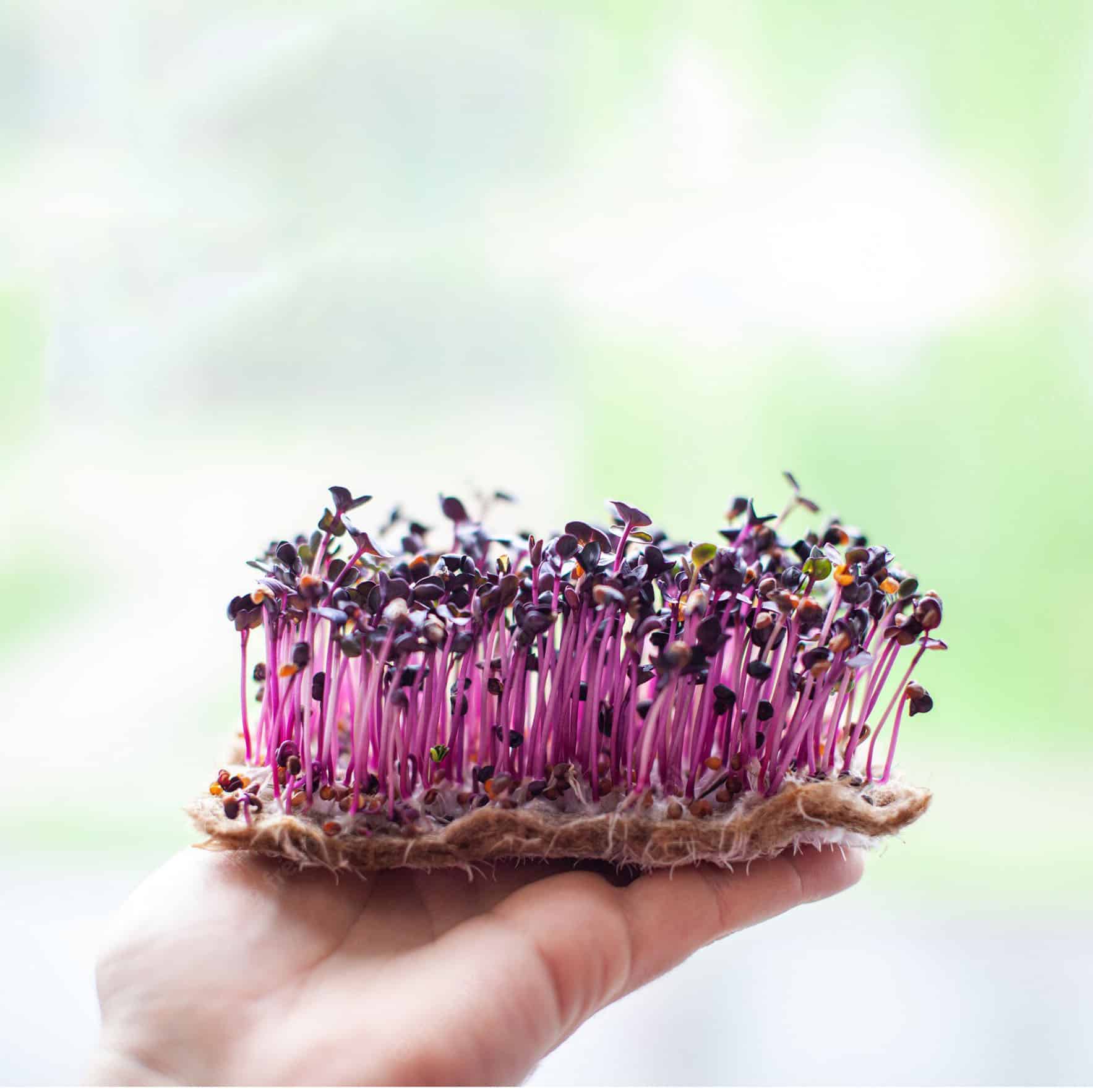 Microgreens Cress-Refill-Pack of 5